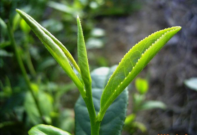 発酵させる有機性緑茶の西湖Longjingの茶平たい箱の葉を処理します